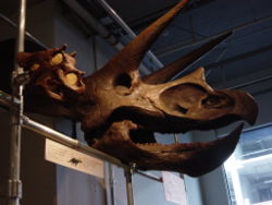 do triceratops eat meat